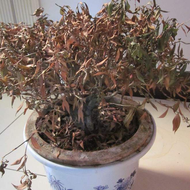 里有这5种物品一定要尽早处理掉！开元棋牌俗话说：“财不入脏屋”家(图3)